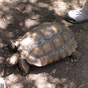Desert Tortoise - Animals and You