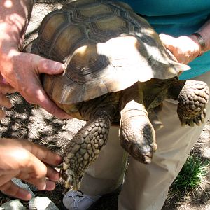 Desert Tortoise - Animals and You