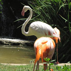 Flamingos