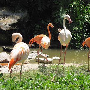 Flamingos