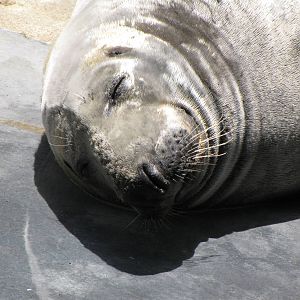 Grey Seal