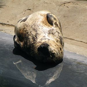 Grey Seal