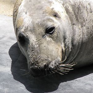 Grey Seal