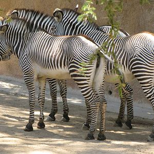 Grevy's Zebras