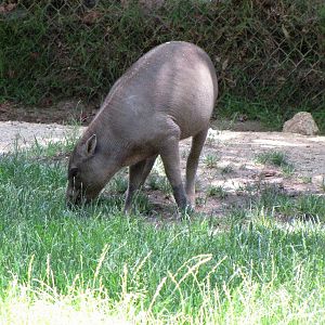 Older Babirusa Offspring