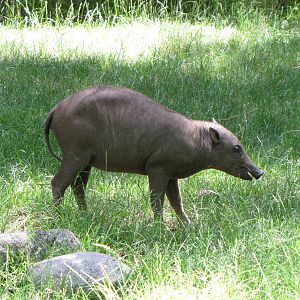 Older Babirusa Offspring