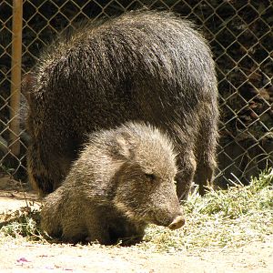 Chacoan Peccaries