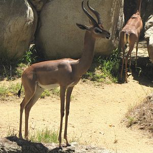 Gerenuks