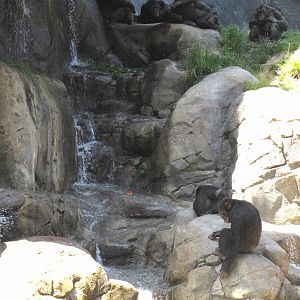 Chimpanzees of Mahale Mountains