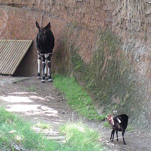 Okapi and Black Duiker