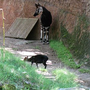Okapi and Black Duiker