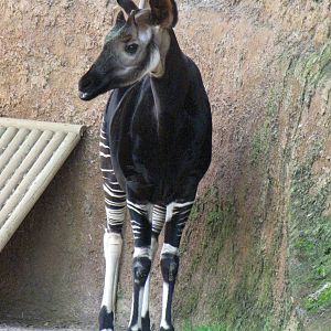 Okapi