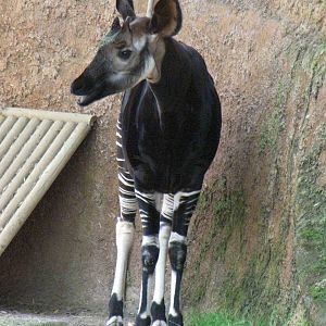 Okapi