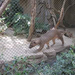 Fossa