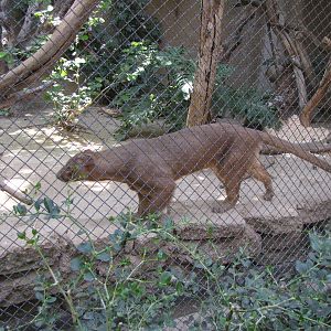 Fossa