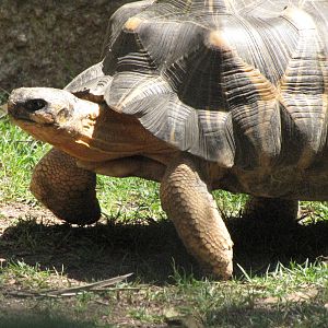 Radiated Tortoise
