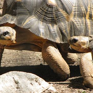 Radiated Tortoises