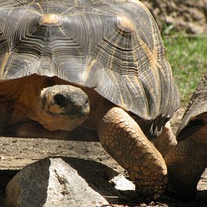 Radiated Tortoises