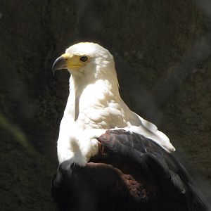 African Fish Eagle