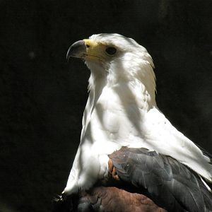 African Fish Eagle