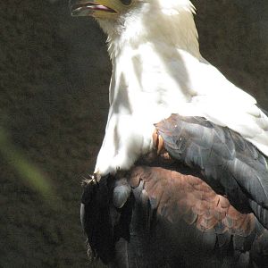 African Fish Eagle
