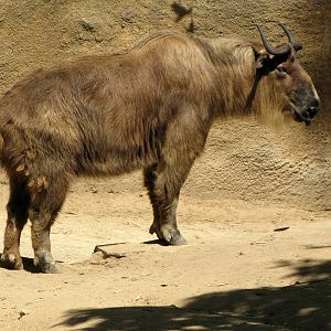 Sichuan Takin