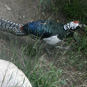 Lady Amherst's Pheasant - At Last!