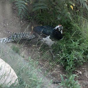 Lady Amherst's Pheasant - At Last!