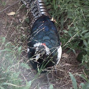 Lady Amhersts Pheasant - At Last!