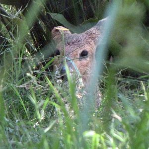 Chinese Water Deer