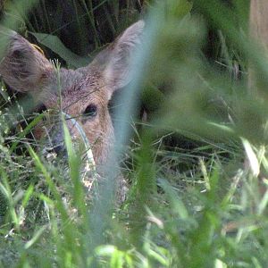 Chinese Water Deer