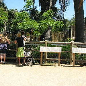 Chinese Water Deer Habitat - Elephants of China