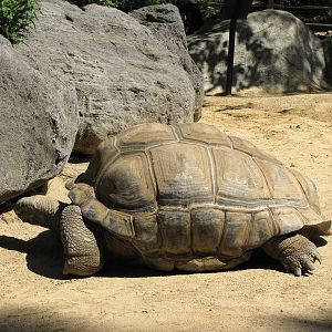Aldabra Tortoise