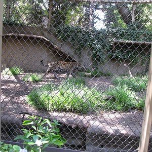 Jaguar Enclosure