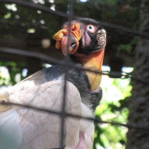 King Vulture