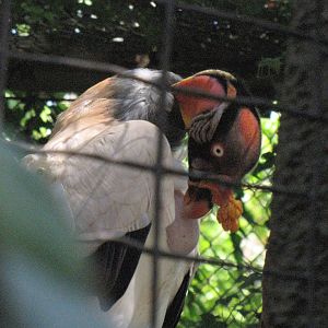 King Vulture