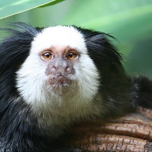 Marmoset