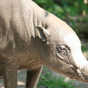 Babirusa