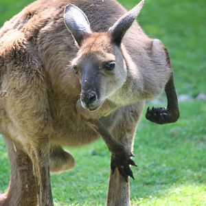 Grey Kangaroo