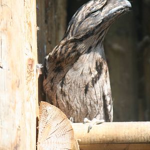 Tawny Frogmouth