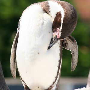 Humboldt Penguin