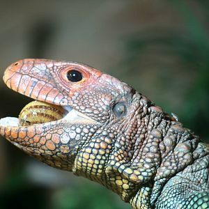 Caiman Lizard