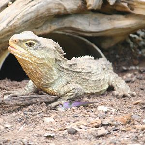 Tuatara