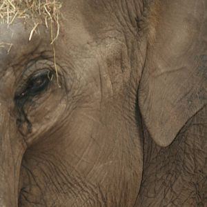 Asian Elephant