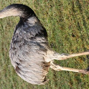 Greater Rhea