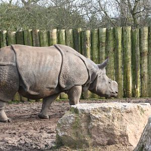 Indian Rhinoceros