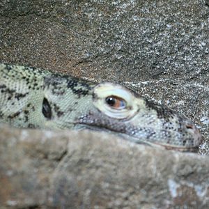 Komodo Dragon Juvenille