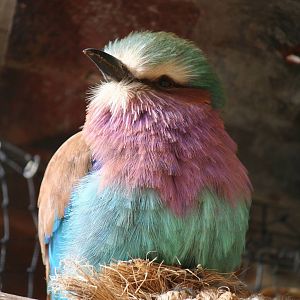 Lilac-Breasted Roller