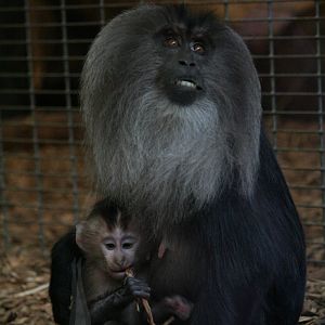 Lion-Tailed Macaques