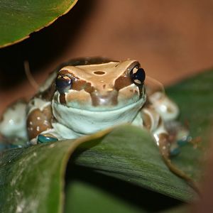 Mission Golden-Eyed Tree Frog